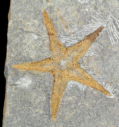 Ordovician Starfish (Petraster?) - Morocco #57705